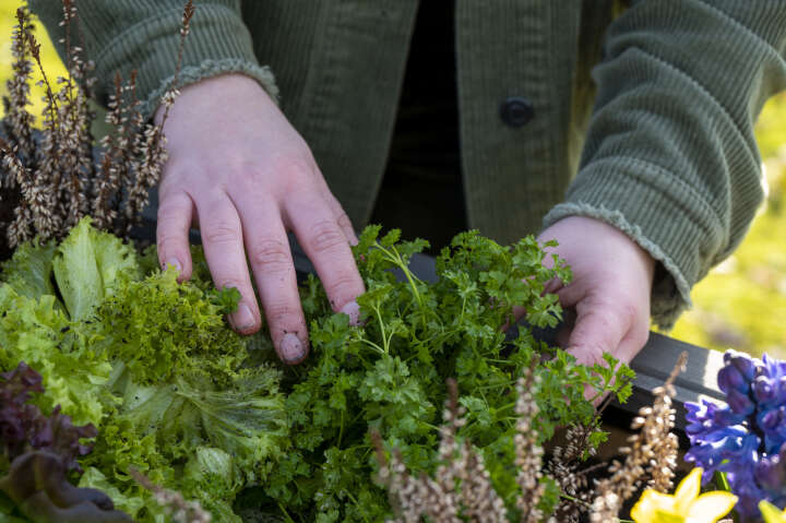 dobar Hochbeet Florenz mit erhöhter Ablage